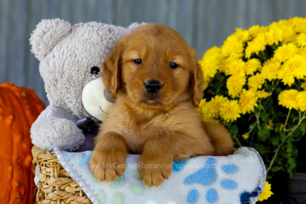 Ian Image of Ian, a Golden Retriever puppy