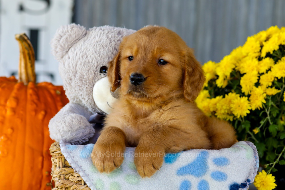 Ian Image of Ian, a Golden Retriever puppy