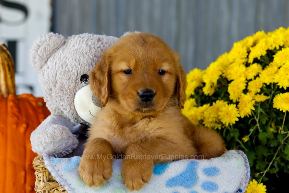 Ian Image of Ian, a Golden Retriever puppy