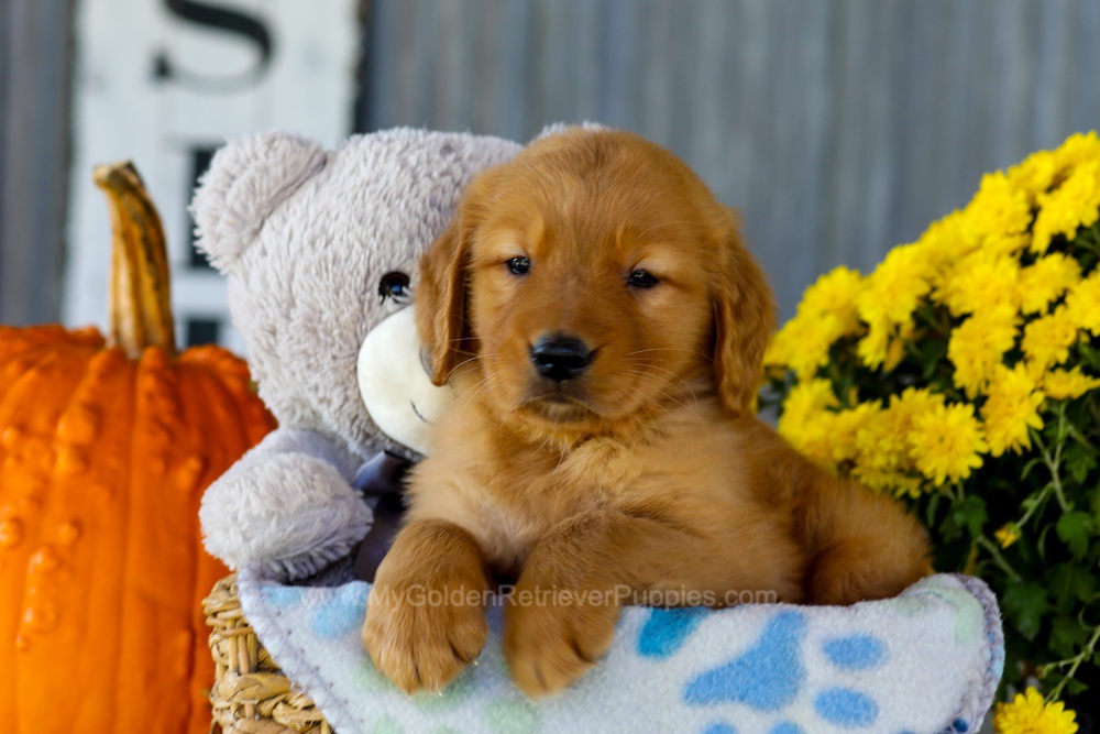 Ian Image of Ian, a Golden Retriever puppy