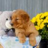 Image of Ice, a Golden Retriever puppy