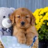 Image of Ice, a Golden Retriever puppy