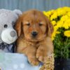 Image of Ice, a Golden Retriever puppy