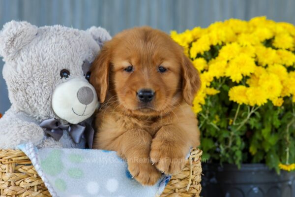 Image of Ice, a Golden Retriever puppy