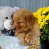 Image of Ice, a Golden Retriever puppy
