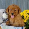 Image of Ice, a Golden Retriever puppy