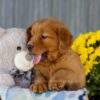 Image of Ice, a Golden Retriever puppy