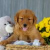 Image of Ice, a Golden Retriever puppy