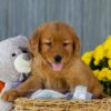 Image of Ice, a Golden Retriever puppy