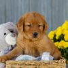 Image of Ice, a Golden Retriever puppy