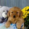 Image of Iris, a Golden Retriever puppy