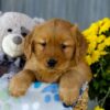 Image of Iris, a Golden Retriever puppy