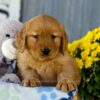 Image of Iris, a Golden Retriever puppy
