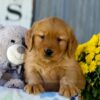 Image of Iris, a Golden Retriever puppy
