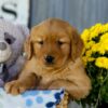 Image of Iris, a Golden Retriever puppy