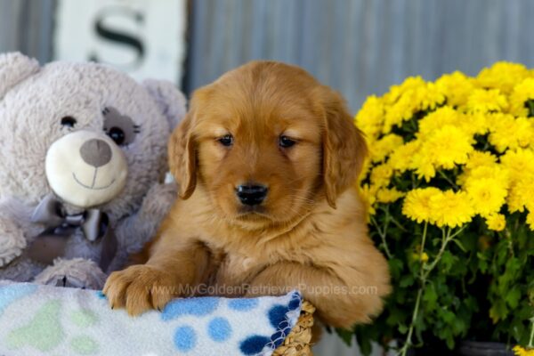 Image of Iris, a Golden Retriever puppy