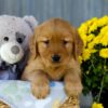 Image of Iris, a Golden Retriever puppy