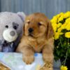 Image of Iris, a Golden Retriever puppy