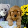 Image of Iris, a Golden Retriever puppy