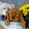 Image of Ivy, a Golden Retriever puppy