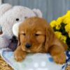 Image of Ivy, a Golden Retriever puppy