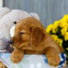 Image of Ivy, a Golden Retriever puppy