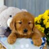 Image of Ivy, a Golden Retriever puppy