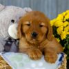 Image of Ivy, a Golden Retriever puppy