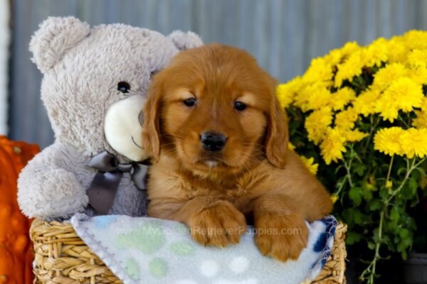 Image of Ivy, a Golden Retriever puppy