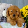 Image of Ivy, a Golden Retriever puppy