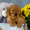 Image of Ivy, a Golden Retriever puppy