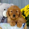 Image of Ivy, a Golden Retriever puppy