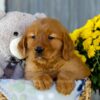 Image of Ivy, a Golden Retriever puppy