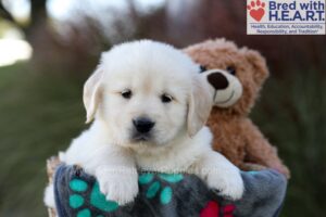 Image of Jace, a Golden Retriever puppy