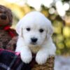 Image of Jack, a Golden Retriever puppy