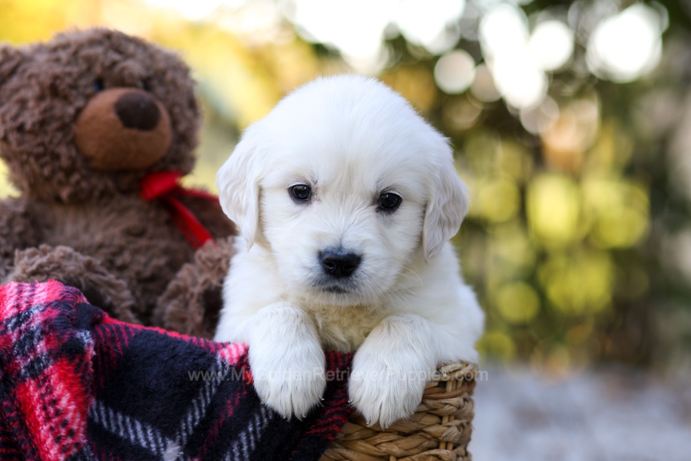 Jack Image of Jack, a Golden Retriever puppy