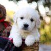 Image of Jack, a Golden Retriever puppy