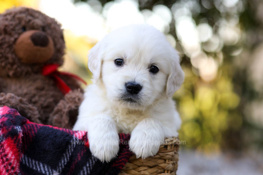 Jack Image of Jack, a Golden Retriever puppy