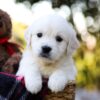 Image of Jack, a Golden Retriever puppy