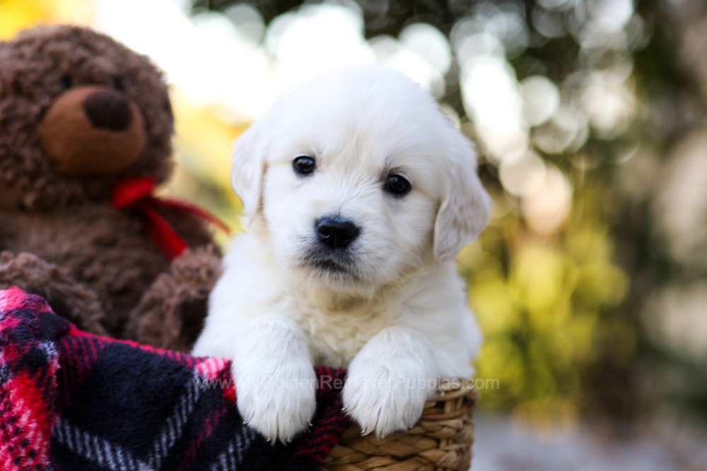 Jack Image of Jack, a Golden Retriever puppy