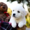 Image of Jack, a Golden Retriever puppy