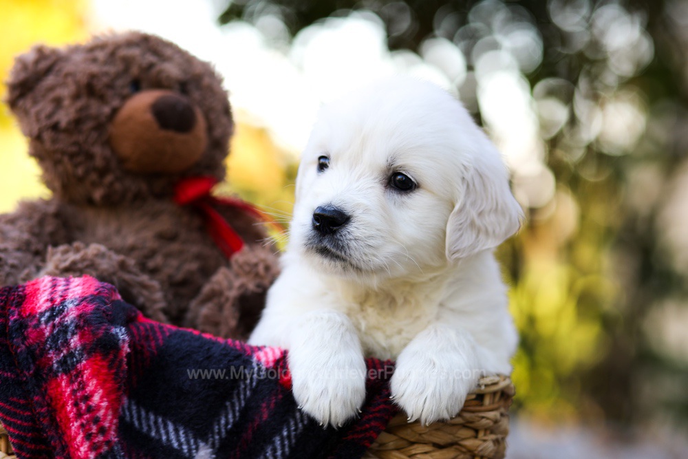 Jack Image of Jack, a Golden Retriever puppy