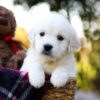 Image of Jack, a Golden Retriever puppy