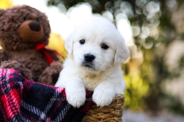 Image of Jack, a Golden Retriever puppy