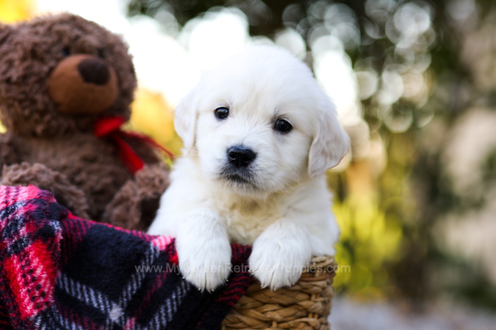Jack Image of Jack, a Golden Retriever puppy