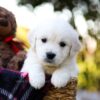 Image of Jack, a Golden Retriever puppy
