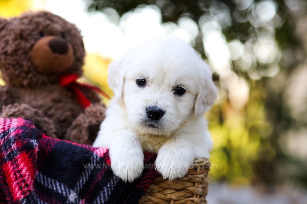 Jack Image of Jack, a Golden Retriever puppy