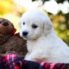 Image of Jack, a Golden Retriever puppy