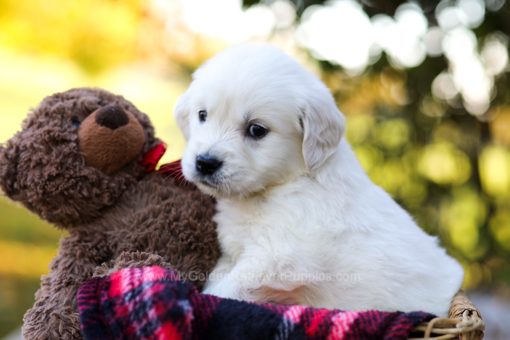 Jack Image of Jack, a Golden Retriever puppy