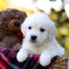 Image of Jack, a Golden Retriever puppy